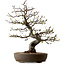 Malus, 63 cm, ± 30 ans, avec un nebari de 18 cm