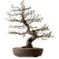 Malus, 63 cm, ca. 30 Jahre alt, mit einem Nebari von 18 cm