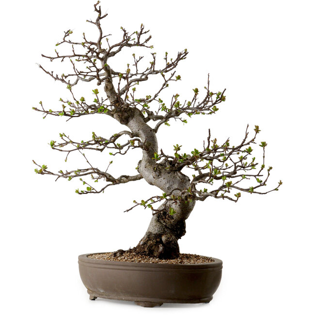 Malus, 63 cm, ± 30 jaar oud, met een nebari van 18 cm