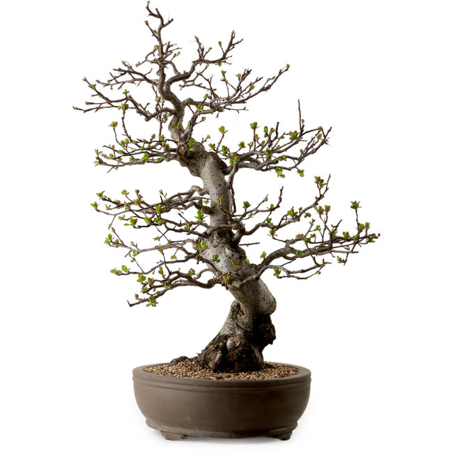Malus, 63 cm, ca. 30 Jahre alt, mit einem Nebari von 18 cm