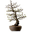 Malus, 63 cm, ± 30 ans, avec un nebari de 18 cm