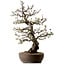 Malus, 63 cm, ca. 30 Jahre alt, mit einem Nebari von 18 cm