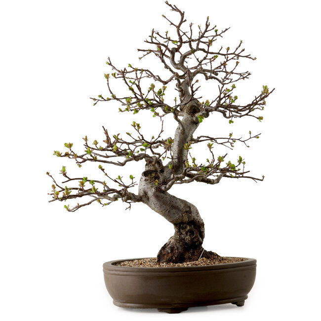 Malus, 63 cm, ca. 30 Jahre alt, mit einem Nebari von 18 cm