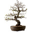 Malus, 63 cm, ± 30 ans, avec un nebari de 18 cm