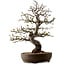 Malus, 63 cm, ca. 30 Jahre alt, mit einem Nebari von 18 cm