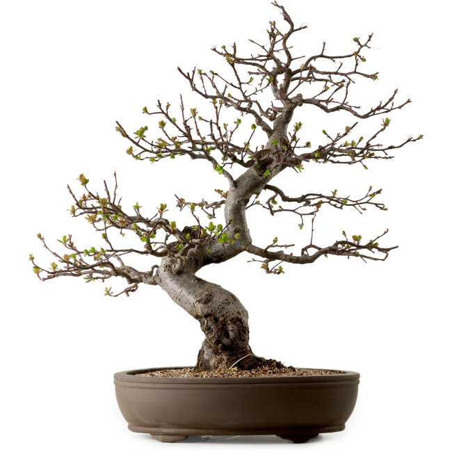 Malus, 63 cm, ca. 30 Jahre alt, mit einem Nebari von 18 cm