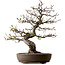 Malus, 63 cm, ± 30 ans, avec un nebari de 18 cm