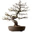 Malus, 63 cm, ca. 30 Jahre alt, mit einem Nebari von 18 cm