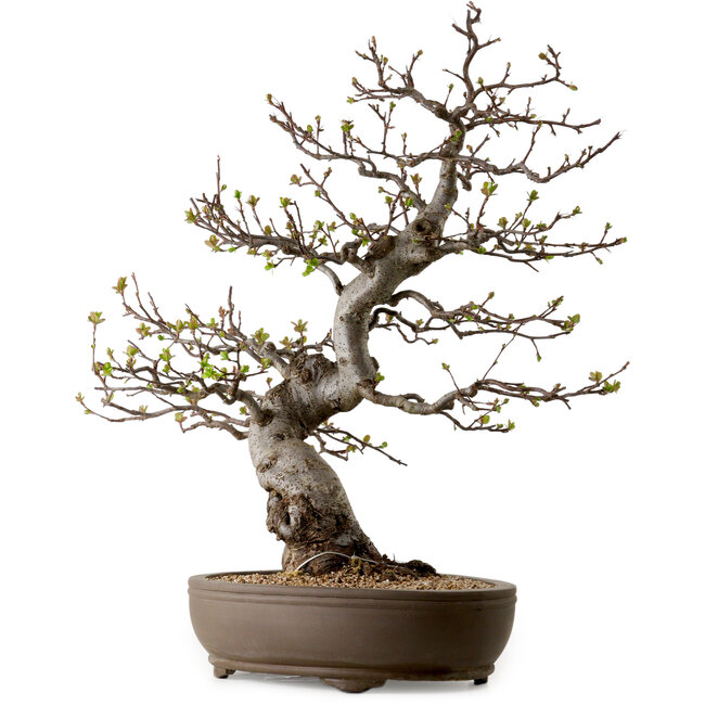 Malus, 63 cm, ca. 30 Jahre alt, mit einem Nebari von 18 cm