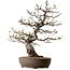 Malus, 63 cm, ± 30 ans, avec un nebari de 18 cm