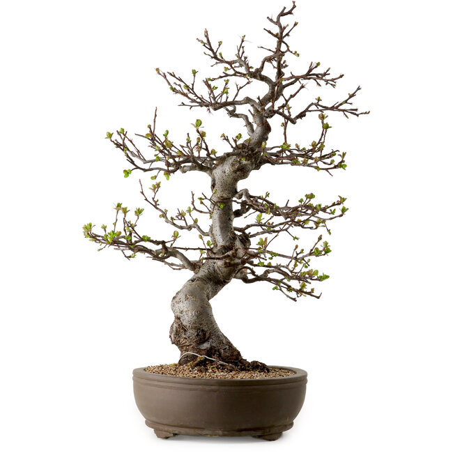 Malus, 63 cm, ca. 30 Jahre alt, mit einem Nebari von 18 cm