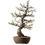 Malus, 63 cm, ± 30 ans, avec un nebari de 18 cm