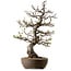 Malus, 63 cm, ca. 30 Jahre alt, mit einem Nebari von 18 cm