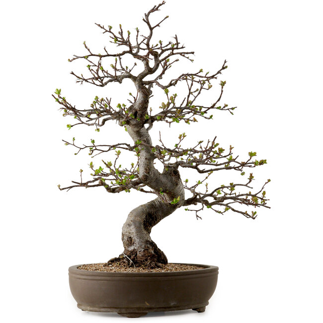 Malus, 63 cm, ca. 30 Jahre alt, mit einem Nebari von 18 cm