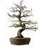 Malus, 63 cm, ± 30 ans, avec un nebari de 18 cm