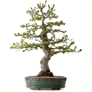 Malus sieboldii, 75 cm, ± 30 anni