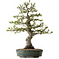 Malus sieboldii, 75 cm, ± 30 Jahre alt, mit einem Nebari von 17 cm