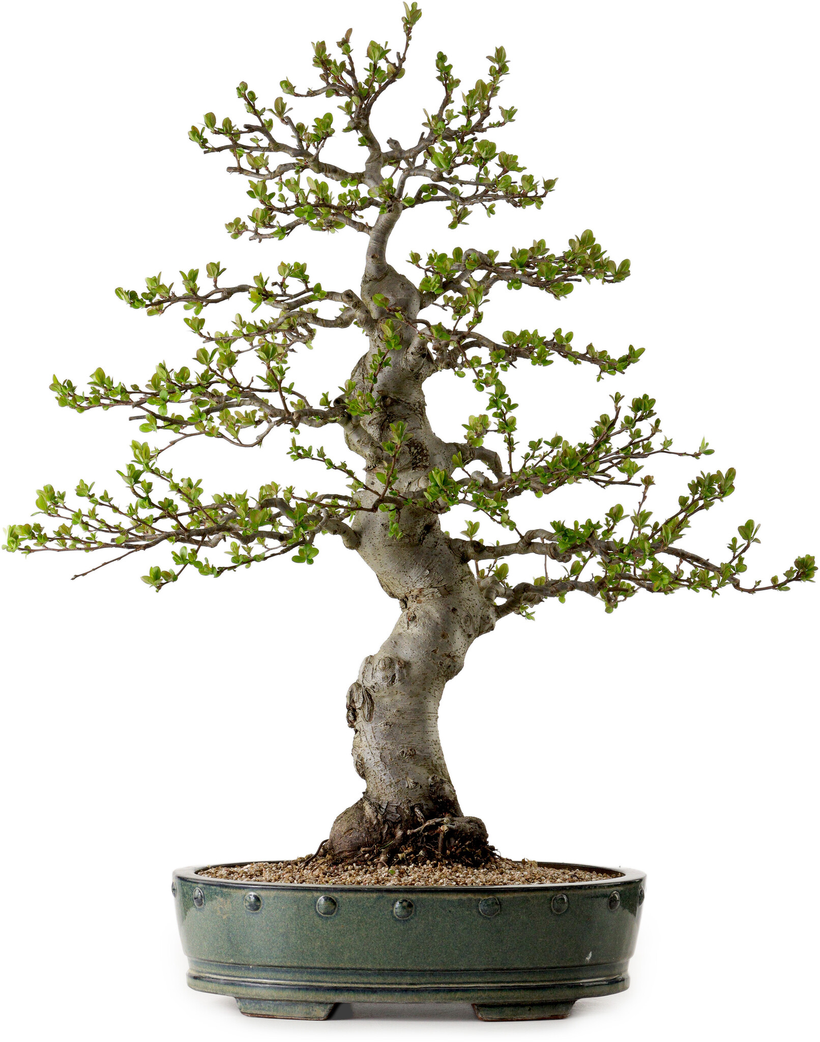 Malus sieboldii, 75 cm,  30 years old, with a nebari of 17 cm - Bonsai  Plaza