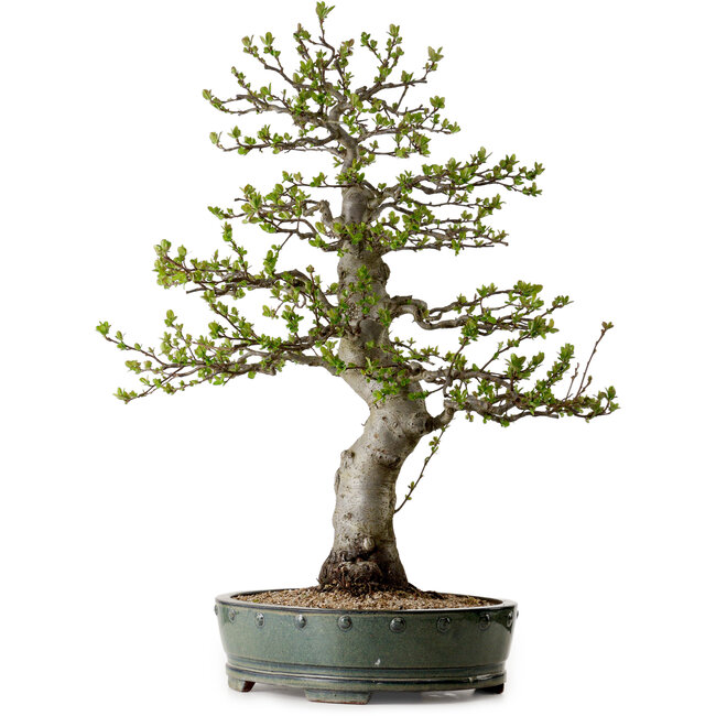 Malus sieboldii, 75 cm, ± 30 Jahre alt, mit einem Nebari von 17 cm