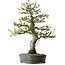 Malus sieboldii, 75 cm, ± 30 Jahre alt, mit einem Nebari von 17 cm