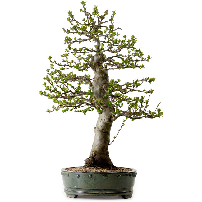 Malus sieboldii, 75 cm, ± 30 años de edad, con un nebari de 17 cm