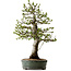 Malus sieboldii, 75 cm, ± 30 Jahre alt, mit einem Nebari von 17 cm