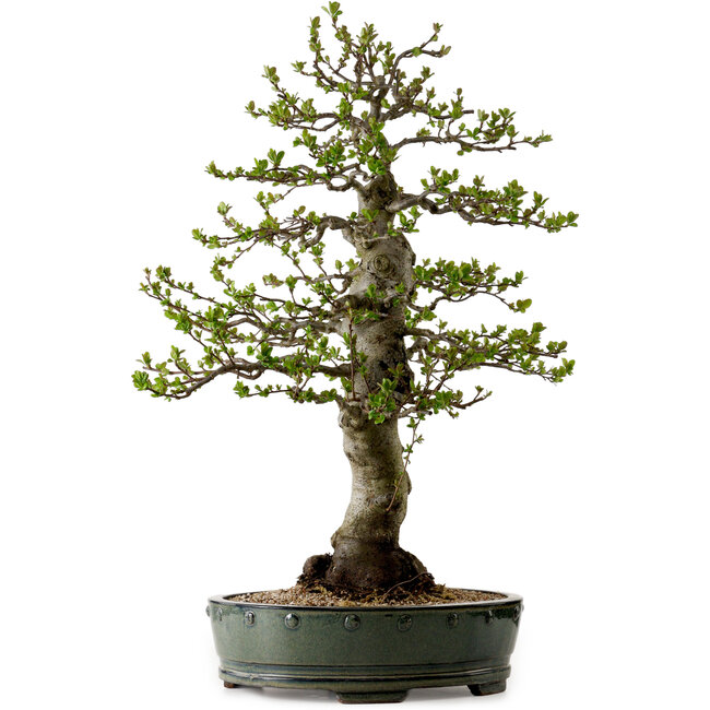 Malus sieboldii, 75 cm, ± 30 Jahre alt, mit einem Nebari von 17 cm