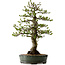 Malus sieboldii, 75 cm, ± 30 ans, avec un nebari de 17 cm