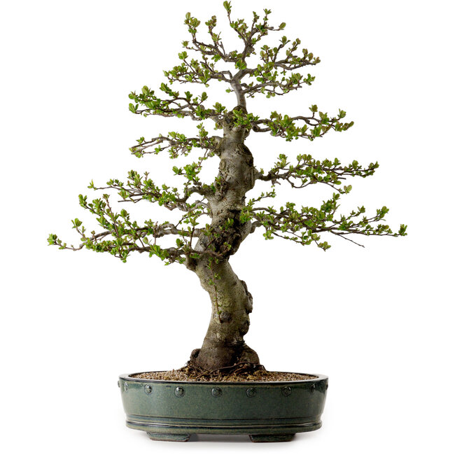 Malus sieboldii, 75 cm, ± 30 ans, avec un nebari de 17 cm