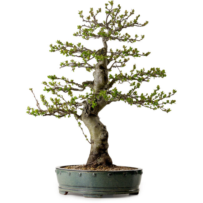 Malus sieboldii, 75 cm, ± 30 Jahre alt, mit einem Nebari von 17 cm