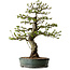 Malus sieboldii, 75 cm, ± 30 Jahre alt, mit einem Nebari von 17 cm