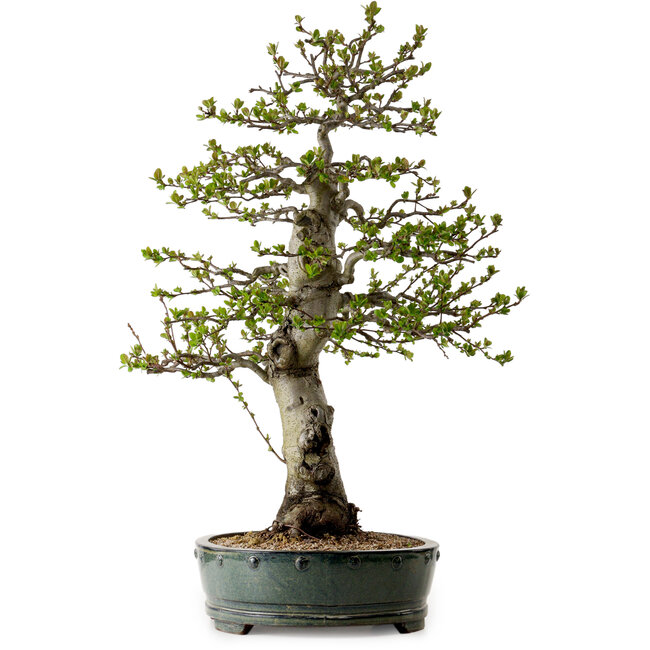 Malus sieboldii, 75 cm, ± 30 Jahre alt, mit einem Nebari von 17 cm