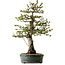 Malus sieboldii, 75 cm, ± 30 Jahre alt, mit einem Nebari von 17 cm