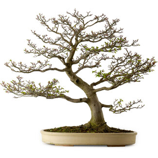 Acer palmatum Shishigashira, 75 cm, ± 50 anni