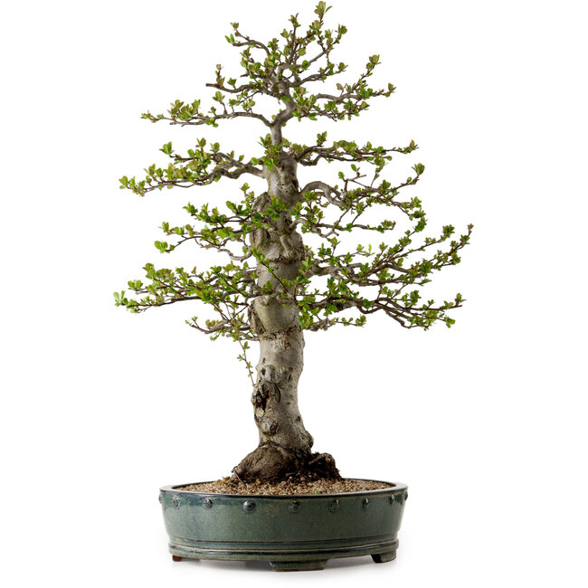 Malus sieboldii, 75 cm, ± 30 Jahre alt, mit einem Nebari von 17 cm