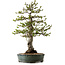 Malus sieboldii, 75 cm, ± 30 Jahre alt, mit einem Nebari von 17 cm