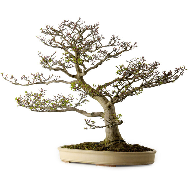 Acer palmatum Shishigashira, 75 cm, ± 50 ans, avec un nebari de 37 cm