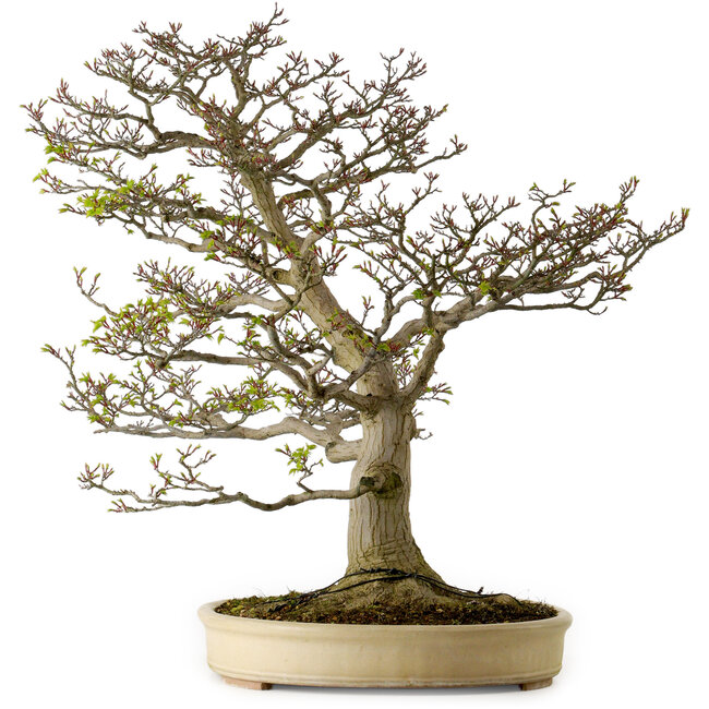 Acer palmatum Shishigashira, 75 cm, ± 50 jaar oud, met een nebari van 37 cm