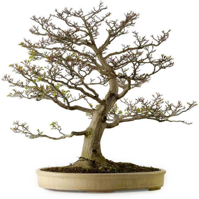 Acer palmatum Shishigashira, 75 cm, ± 50 años, con un nebari de 37 cm.