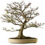 Acer palmatum Shishigashira, 75 cm, ± 50 years old, with a nebari of 37 cm