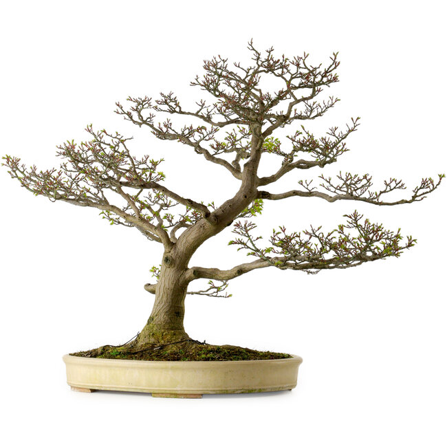 Acer palmatum Shishigashira, 75 cm, ± 50 años, con un nebari de 37 cm.