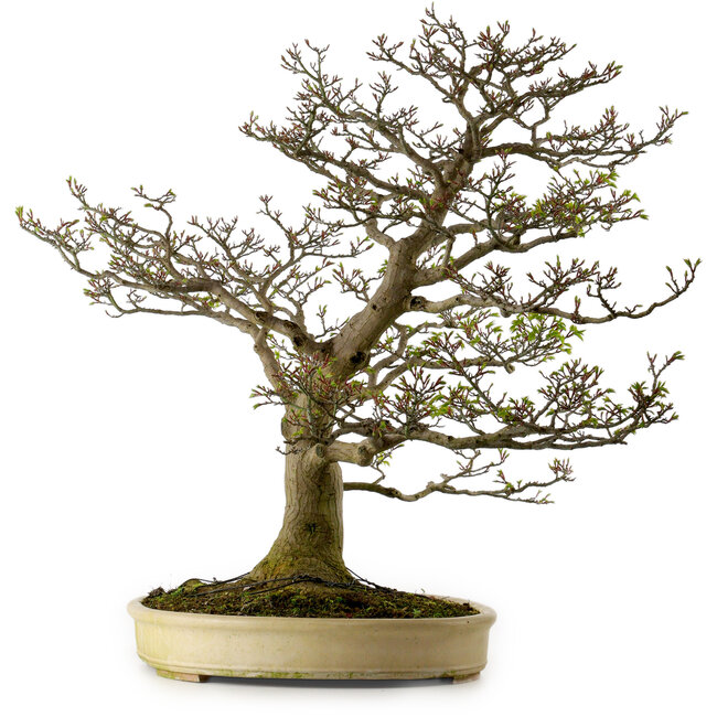 Acer palmatum Shishigashira, 75 cm, ca. 50 Jahre alt, mit einem Wurzelhals von 37 cm