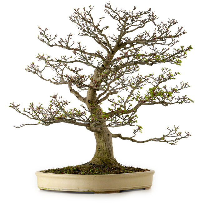Acer palmatum Shishigashira, 75 cm, ± 50 anni, con nebari di 37 cm