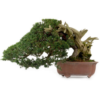 Taxus cuspidata, 38 cm, ± 40 jaar oud