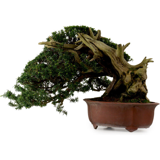 Taxus cuspidata, 38 cm, ± 40 jaar oud, met een nebari van 21 cm, in een pot waarvan de voet ontbreekt.