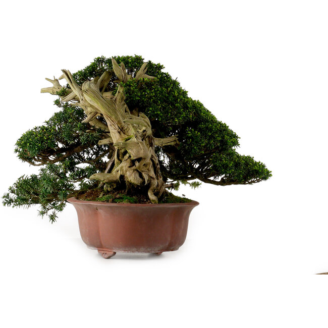 Taxus cuspidata, 38 cm, ± 40 años, con un nebari de 21 cm, en una maceta con pie faltante.