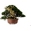Taxus cuspidata, 38 cm, environ 40 ans, avec un nébari de 21 cm, dans un pot dont le pied est manquant.