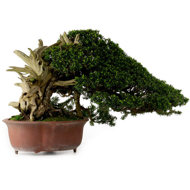 Taxus cuspidata, 38 cm, ± 40 jaar oud, met een nebari van 21 cm, in een pot waarvan de voet ontbreekt.
