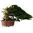 Taxus cuspidata, 38 cm, environ 40 ans, avec un nébari de 21 cm, dans un pot dont le pied est manquant.
