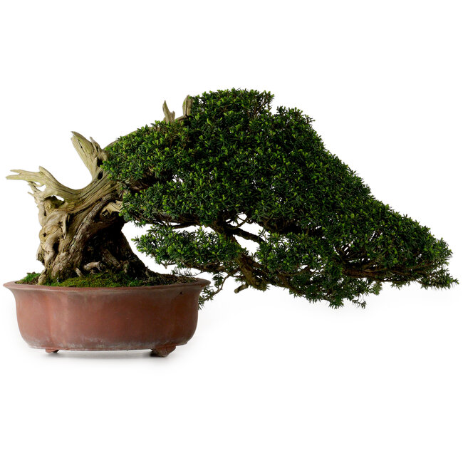 Taxus cuspidata, 38 cm, ± 40 años, con un nebari de 21 cm, en una maceta con pie faltante.